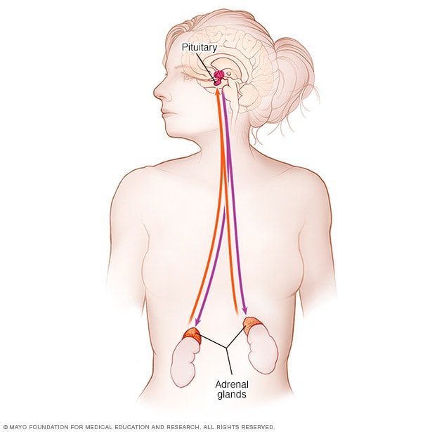 Das endokrine System der Nebenniere