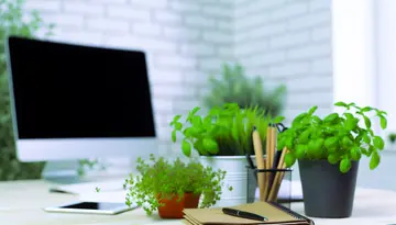 Kräuter für den Alltag im Büro