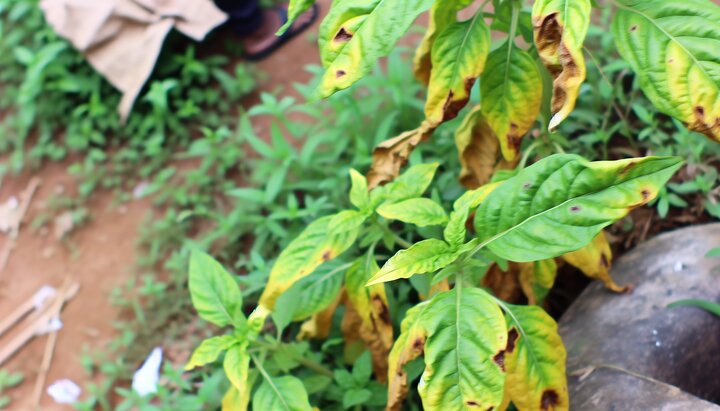 Pflanzen bei Eisenmangel