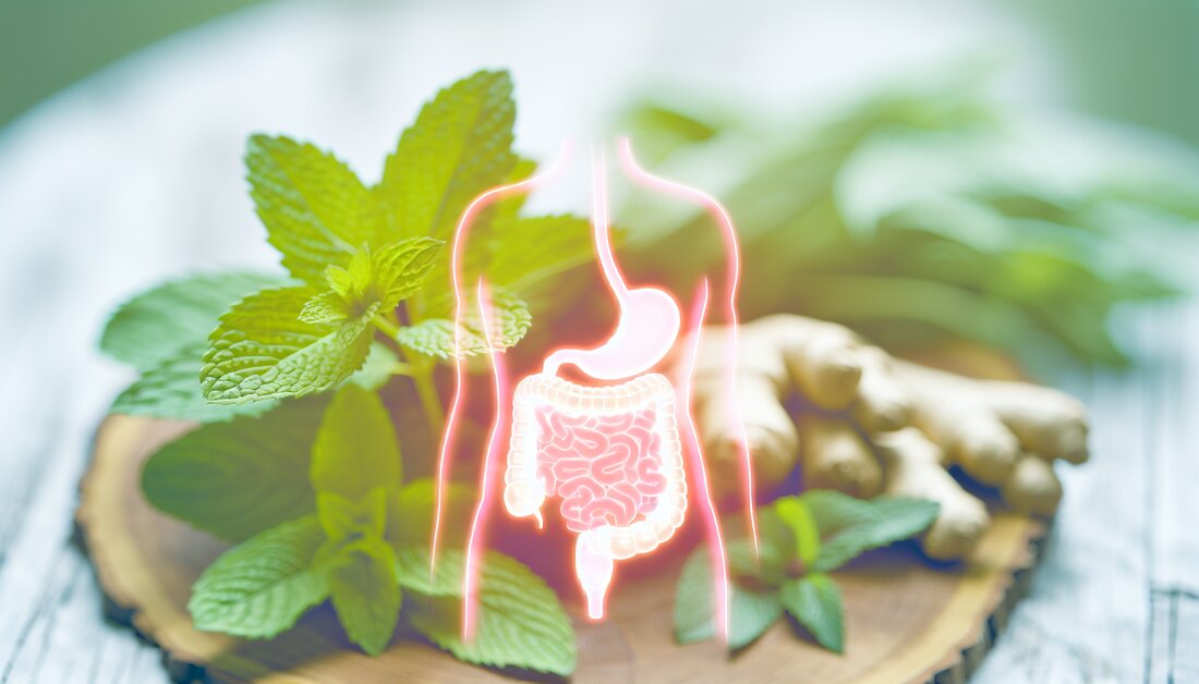 Entdecken Sie, wie Kräuter die Darmflora unterstützen können. Erfahren Sie wissenschaftlich fundierte Anwendungen und praktische Tipps zur Integration in Ihre Ernährung.