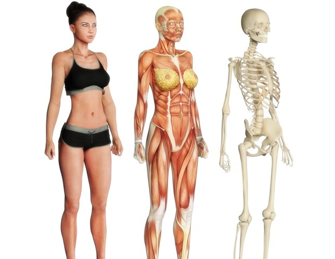 Gute Nachrichten für diejenigen, die Schwierigkeiten haben, ein Fitnessstudio-Training in ihren Tag zu integrieren: Möglicherweise können Sie Ihre Trainingsroutine mit Gewichten halbieren und immer noch die gleichen Ergebnisse erzielen. Neue Forschungen der Edith Cowan University (ECU) haben gezeigt, dass eine Art der Muskelkontraktion am effektivsten ist, um die Muskelkraft und Muskelgröße zu erhöhen -; und anstatt Gewichte zu heben, sollte die Betonung darauf liegen, sie zu senken. Das Team, dem auch Forscher der Niigata University und der Nishi Kyushu University in Japan sowie der brasilianischen Londrina State University angehörten, ließ Gruppen von Menschen drei verschiedene Arten von Kurzhantel-Curl-Übungen durchführen und …