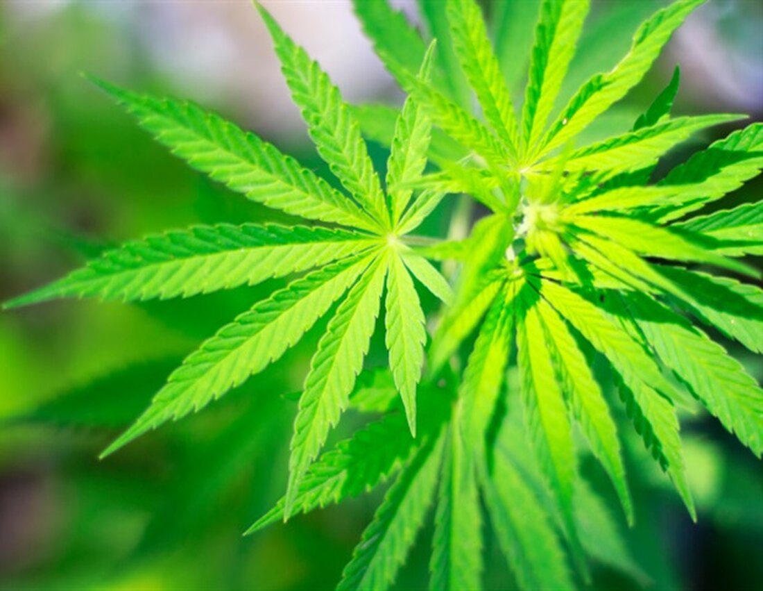 Forscher der Indiana University School of Medicine sind zu dem Schluss gekommen, dass die medizinische und wissenschaftliche Einrichtung ihr Verständnis von Cannabiskonsum und Herztransplantation erweitern und neu kontextualisieren sollte, was auf das Potenzial für einen völlig neuen Ansatz zur Bestimmung der Transplantationskandidatur hindeutet. Ihre Ergebnisse wurden kürzlich in der Fachzeitschrift Circulation: Heart Failure veröffentlicht. Die Hauptautorin Onyedika Ilonze, MD, sagte, die Transplantation sei eine lebensrettende Option für Patienten mit Herzinsuffizienz im Endstadium, aber unbeantwortete Fragen zur Legalität und Akzeptanz des Cannabiskonsums hätten viele Patienten daran gehindert, Transplantationen zu erhalten. Ob Menschen, die Cannabis konsumieren, als Kandidaten für eine Transplantation angesehen &hellip;