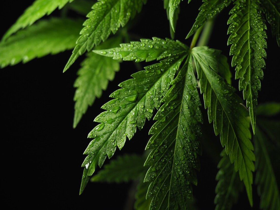 Laut dem Büro der Vereinten Nationen für Drogen- und Verbrechensbekämpfung ist Cannabis die am häufigsten konsumierte illegale Droge der Welt. Während Cannabis neben seiner medizinischen Verwendung zur Behandlung chronischer Schmerzen zunehmend als Freizeitdroge verwendet wird, gibt es kaum Beweise für seine Sicherheit. Einige Daten deuten darauf hin, dass die neurokognitiven Funktionen durch den Cannabiskonsum beeinträchtigt werden, wobei anatomische Verschlechterungen diese Beobachtungen stützen. Die Risiken steigen mit dem früheren Erkrankungsalter. Wie bei jedem anderen Medikament sollten diese Risiken neben den Vorteilen abgewogen werden, bevor eine Entscheidung über den Cannabiskonsum getroffen wird.“ Lernen: Nebenwirkungen von Freizeit- und medizinischem Cannabis. Bildnachweis: OMfotovideocontent / &hellip;