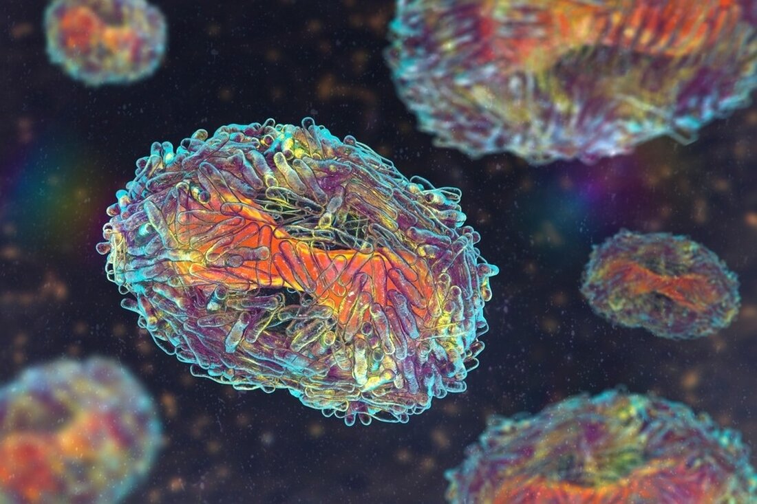 In einer kürzlich veröffentlichten Studie bioRxiv* Preprint-Server untersuchten die Forscher genomische Umlagerungen im Genom des Affenpockenvirus (MPXV) und untersuchten, ob solche Umlagerungen eine virale Anpassung an den Menschen (Wirt) darstellten. Lernen: Mögliche Anpassung des Affenpockenvirus 2022 an den menschlichen Wirt durch Genduplikation und -verlust. Bildnachweis: Kateryna Kon/Shutterstock *Wichtiger Hinweis: bioRxiv veröffentlicht vorläufige wissenschaftliche Berichte, die nicht von Fachleuten begutachtet wurden und daher nicht als abschließend angesehen werden sollten, die klinische Praxis/das gesundheitsbezogene Verhalten leiten oder als etablierte Informationen behandelt werden sollten. Hintergrund Studien haben berichtet, dass sich Pockenviren im Vergleich zu Ribonukleinsäure (RNA)-Viren langsamer entwickeln, wobei genomische Umlagerungen wie Genverlust &hellip;