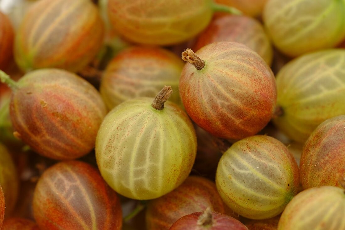 Entdecken Sie die Haskapbeere: Ein neues Superfood oder nur ein gesundes Pendant zu Heidelbeeren? Erfahren Sie mehr über ihre Nährstoffe und Anbau.
