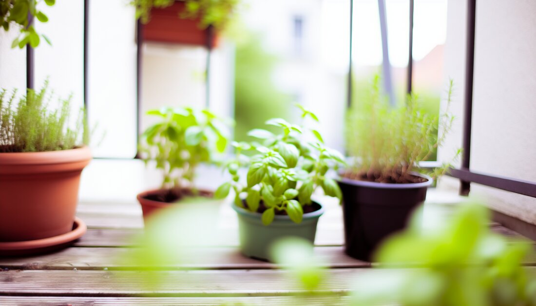 Entdecken Sie, wie Sie Heilpflanzen auf Balkon und Fensterbrett anbauen und pflegen können, um Gesundheit und Raumgestaltung zu verbessern.