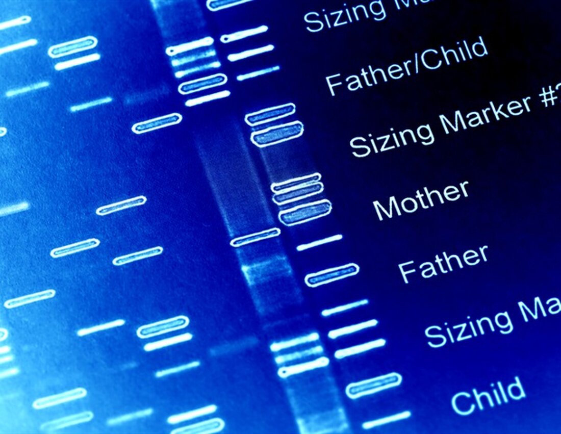 Die Forschung der University of Massachusetts Amherst zu genetischen Mutationen, die den zirkadianen Rhythmus beeinflussen, bietet neue Einblicke in den Ruhe-Wach-Zyklus und liefert ein neues Modell zur Untersuchung menschlicher Krankheiten und schließlich zur Entwicklung medizinischer Behandlungen. Störungen der inneren Uhr des Körpers – die den zeitlichen Ablauf biochemischer, physiologischer und Verhaltensprozesse koordiniert – werden mit einer Reihe von Krankheiten in Verbindung gebracht, darunter Krebs, Herz-Kreislauf-Erkrankungen und Infektanfälligkeit sowie ein erhöhtes Unfallrisiko. Häufige Störungen des zirkadianen Rhythmus sind Jetlag und Schichtarbeit, die von etwa 30 Millionen Menschen in den USA ausgeübt werden Wir untersuchen zwei Mutationen, die beide unsere Fähigkeit beeinflussen, …