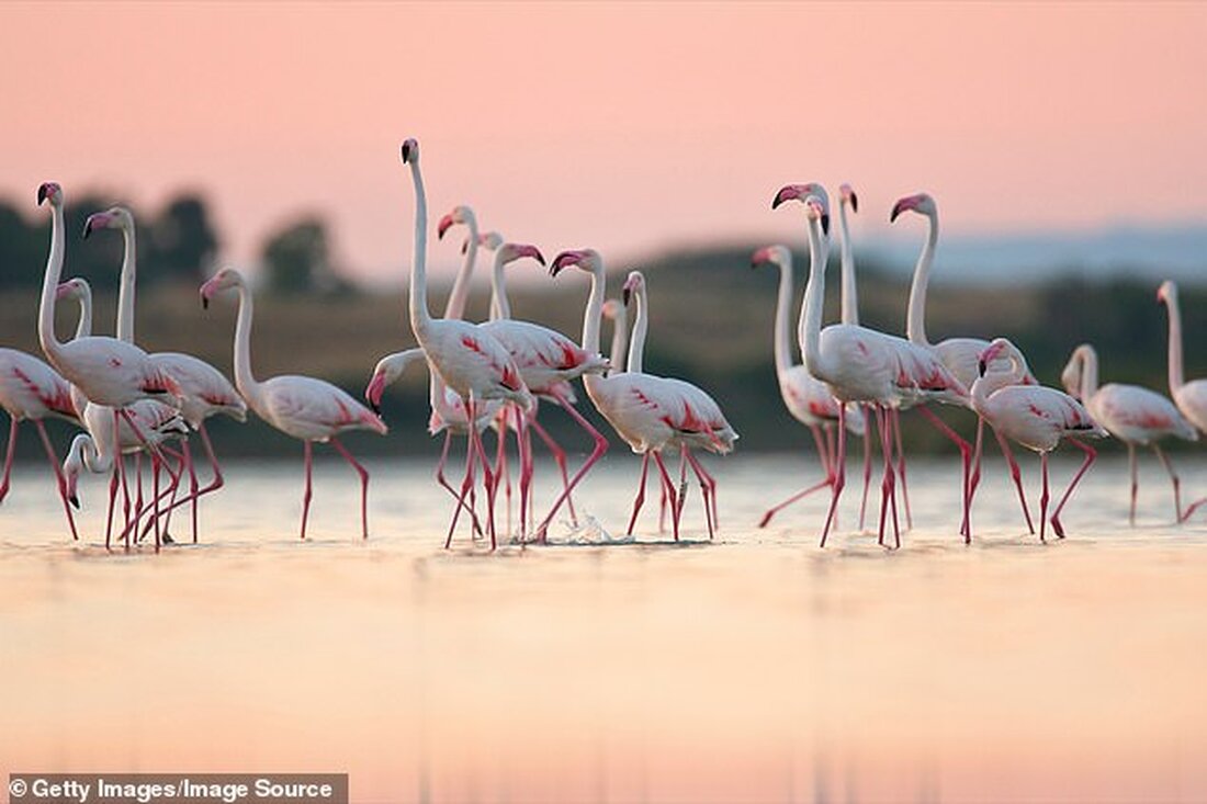 Forscher fanden heraus, dass diejenigen, die nicht auf einem Bein stehen können, mit 84 % höherer Wahrscheinlichkeit sterben Diejenigen, die den Test nicht bestanden, litten mit größerer Wahrscheinlichkeit an Herzerkrankungen und Diabetes Der „Flamingo-Test“ könnte bei Gesundheitschecks als Orientierungshilfe für das Sterberisiko verwendet werden Wissenschaftler sagen, dass Menschen mittleren Alters, die nicht auf einem Bein balancieren können, doppelt so häufig früh sterben. Forscher in Brasilien, die 2.000 Menschen im Alter von 50 bis 75 Jahren untersuchten, fanden heraus, dass diejenigen, die 10 Sekunden lang nicht auf einem Bein stehen konnten, mit 84 Prozent höherer Wahrscheinlichkeit innerhalb des nächsten Jahrzehnts starben …