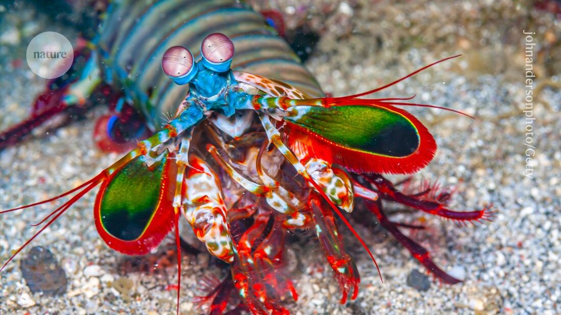 Mantis garnelen haben den schnellsten Schlag der Welt. Erfahren Sie, wie ihre Gliedmaßen dieses Phänomen überstehen können.