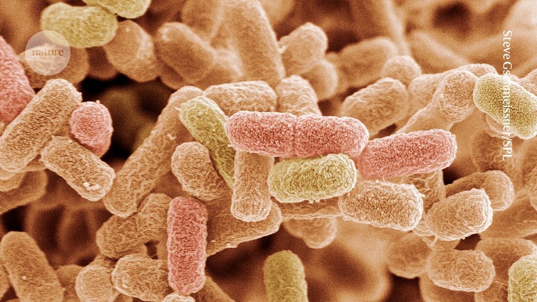 Wissenschaftler haben erstmals genetisch veränderte Bakterien entwickelt, die flexibles, nylonähnliches Plastik erzeugen.