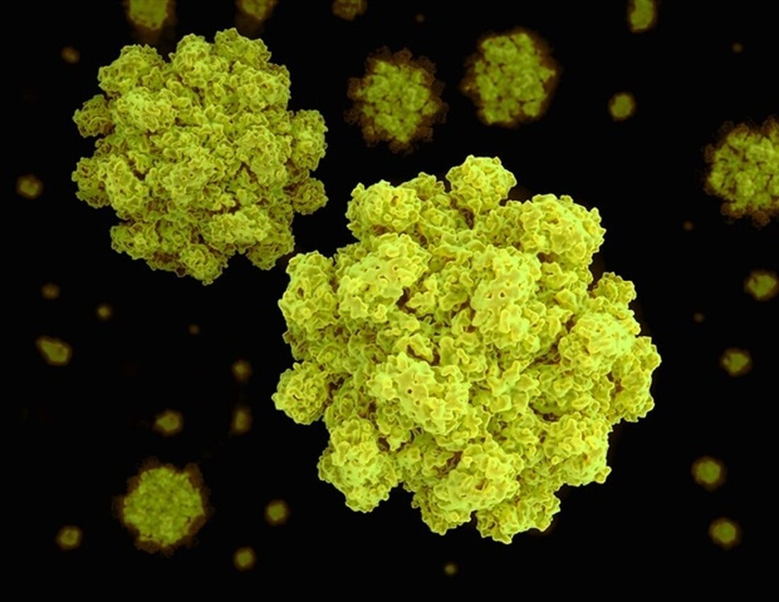Eine neue Studie könnte ein Rätsel rund um Morbus Crohn gelöst haben, eine Art entzündlicher Darmerkrankung, bei der die Immunabwehr eindringende Mikroben angreifen soll, anstatt fälschlicherweise den körpereigenen Verdauungstrakt anzugreifen. Das Norovirus, eine häufige Infektion, die Erbrechen und Durchfall verursacht, ist eines von mehreren Viren und Bakterien, von denen angenommen wird, dass sie bei Menschen mit Morbus Crohn den Krankheitsausbruch auslösen. Der Grund hierfür ist jedoch nicht bekannt. Ein Hinweis ergab sich, als frühere Studien ergaben, dass bei den meisten Menschen mit dieser Erkrankung eine bestimmte genetische Veränderung (Mutation) vorliegt. Diese Mutation macht die Zellen der Darmschleimhaut anfälliger für Schäden. …