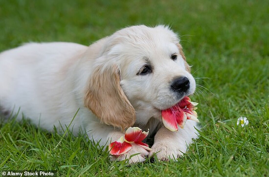 Tollwut wurde in den USA im Jahr 2003 ausgerottet, wurde aber in den letzten 15 Jahren fünfmal bei Tierimporten entdeckt Letztes Jahr wurde ein Welpe kaum drei Tage nach seiner Ankunft bei seiner Pflegefamilie in Pennsylvania nach einem Flug aus Aserbaidschan positiv auf das Virus getestet Der Hund hatte begonnen, in die Luft zu beißen, übermäßig zu speicheln und war unruhig geworden Es wurde später nach Krampfanfällen und einem Herzstillstand niedergelegt Blutuntersuchungen ergaben, dass acht von 34 Tieren, die mit dieser Lieferung importiert wurden, nicht ordnungsgemäß gegen Tollwut geimpft waren CDC-Beamte sagen jetzt, dass bei allen Tierimporten aus Hochrisikoländern Bluttests …