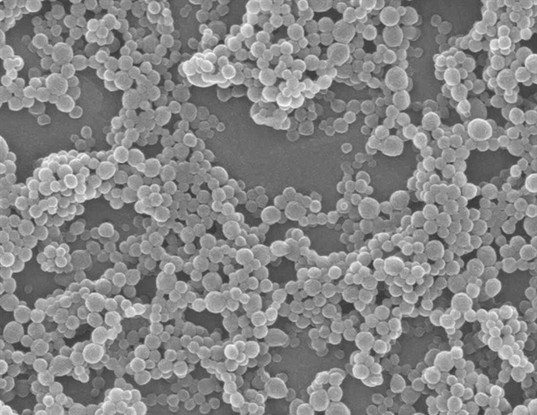 Eine Studie von Ludwig Cancer Research hat eine Strategie entwickelt, um Immunzellen, sogenannte Makrophagen, in Gehirn- und Brusttumoren bei lebenden Mäusen nichtinvasiv zu verfolgen. Krebserkrankungen rekrutieren und programmieren häufig diese tumorassoziierten Makrophagen (TAMs) um, um ihr eigenes Wachstum zu unterstützen und Resistenzen gegen Therapien zu erzeugen. Unter der Leitung von Johanna Joyce und Davide Croci von Ludwig Lausanne und ihrem Kollegen am Universitätsspital Lausanne, Ruud B. van Heeswijk, erscheint die Studie in der aktuellen Ausgabe von Science Translational Medicine und ist auf dem Cover der Zeitschrift abgebildet. Die Überwachung von Makrophagen hat das Potenzial, die therapeutische Behandlung verschiedener Krebsarten erheblich …
