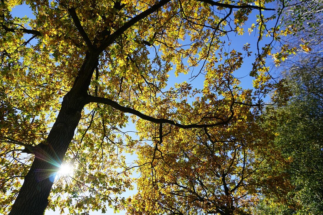 Erfahren Sie, warum das Blinzeln gut für Ihre Augen ist. Neue Erkenntnisse zeigen, wie diese natürliche Gewohnheit die Sehfähigkeit unterstützt. #Blinzeln #Augengesundheit #Sehen #Erholung