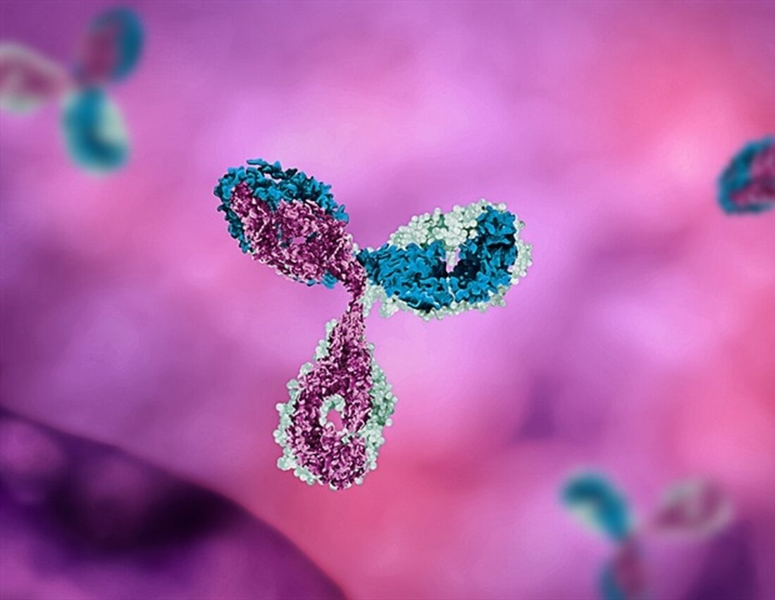 Ein Panel von in der Erprobung befindlichen monoklonalen Antikörpern (mAbs), die auf verschiedene Stellen des Epstein-Barr-Virus (EBV) abzielen, blockierte die Infektion, wenn es in menschlichen Zellen in einer Laborumgebung getestet wurde. Darüber hinaus bot einer der experimentellen mAbs beim Test an Mäusen einen nahezu vollständigen Schutz gegen EBV-Infektionen und Lymphome. Die Ergebnisse erscheinen heute online in der Zeitschrift Immunity. Wissenschaftler des National Institute of Allergy and Infectious Diseases (NIAID), Teil der National Institutes of Health, leiteten die Studie in Zusammenarbeit mit Forschern des Walter Reed Army Institute of Research. EBV ist eines der häufigsten menschlichen Viren. Nach einer EBV-Infektion schlummert …