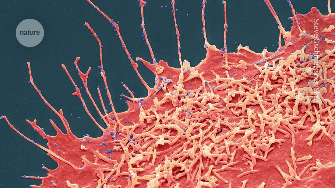 Wissenschaftler nutzen KI-Technologien, um die Evolution von Viren besser vorherzusagen und zukünftige Ausbrüche zu verhindern.