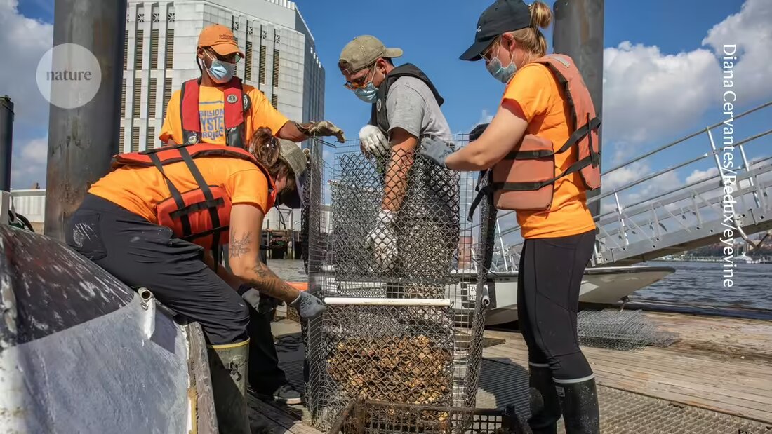 Oyster reefs könnten als natürlicher Küstenschutz gegen die Folgen des Klimawandels zurückgebracht werden, so Experten in New York.