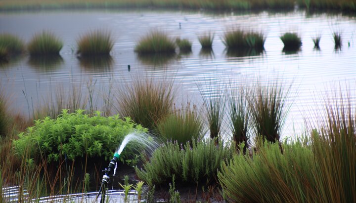 Sanfte Entwässerung mit Kräutern