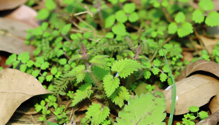 Heilpflanzen bei Hautpilz