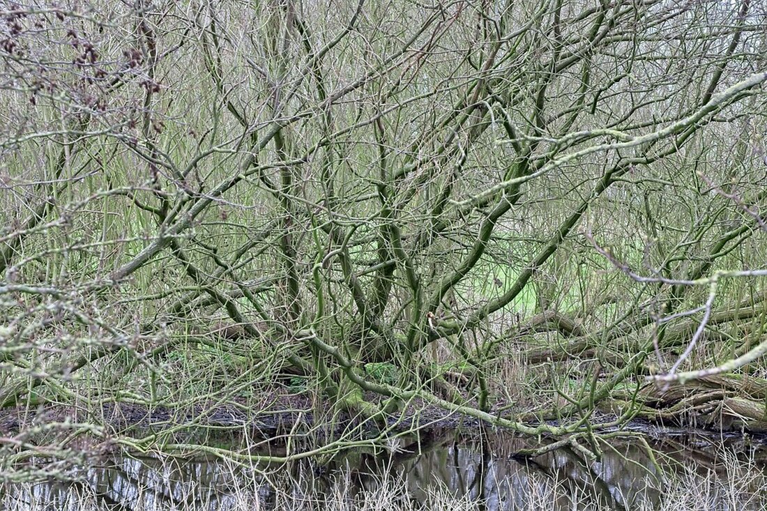 Bruxismus: Ursachen und Therapie Bruxismus ist eine weit verbreitete Erkrankung, die oft unbemerkt bleibt oder als harmloses Problem angesehen wird. Dabei handelt es sich um das unbewusste Zähneknirschen und Zähnepressen, das während des Schlafs oder auch tagsüber auftreten kann. Über einen längeren Zeitraum hinweg kann dies zu verschiedenen Problemen im Kieferbereich führen. In diesem Artikel untersuchen wir die Ursachen von Bruxismus und stellen verschiedene Therapiemöglichkeiten vor. Was ist Bruxismus? Bruxismus bezeichnet das Phänomen des unkontrollierten Knirschens oder Pressens der Zähne. Es betrifft sowohl Kinder als auch Erwachsene und kann in verschiedenen Ausprägungen auftreten. Häufig sind Betroffene nicht bewusst, dass sie …
