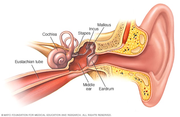 Das Innere deines Ohrs