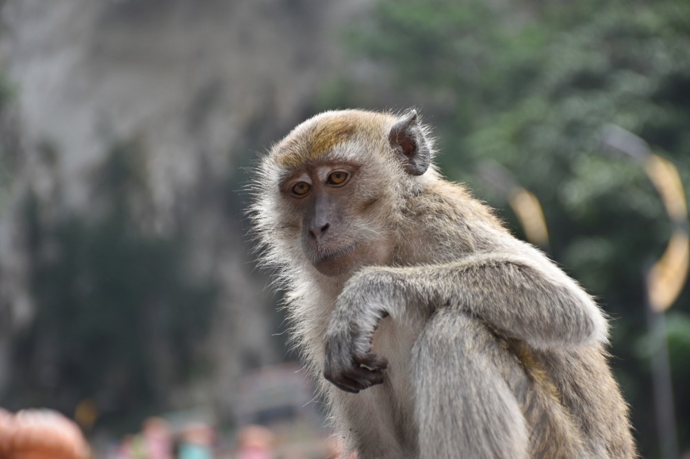 Study: Retrospective detection of monkeypox virus in the testes of nonhuman primate survivors. Image Credit: BalazsSebok/Shutterstock