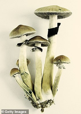 Im Krankenhaus zeigten Tests, dass Leber und Nieren des Mannes versagten, da der Pilz Psilocybe cubensis in seinem Blut wuchs