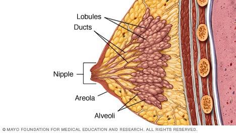 Läppchen, Kanäle und andere Bruststrukturen