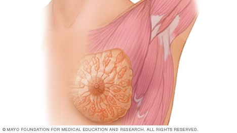 Anatomie der Brust