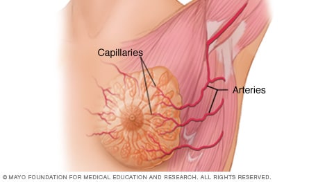 Arterien und Kapillaren in der Brust