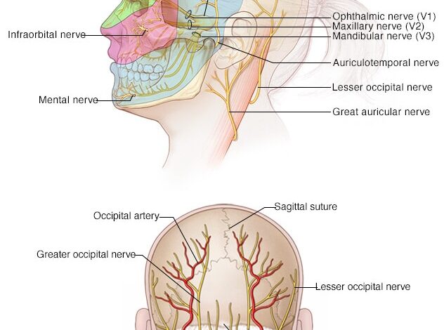 Anatomie des Schädels und des Gesichts