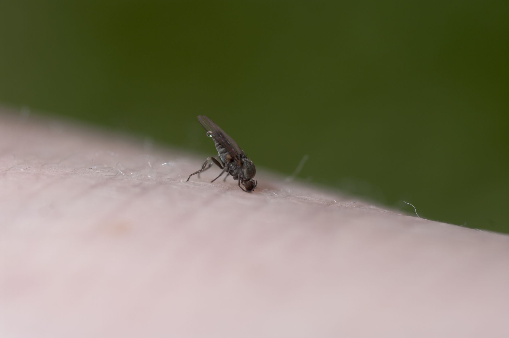 CDC: Leishmaniose könnte in Texas, Oklahoma, endemisch sein