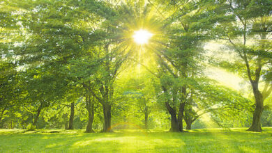 Wie fördern Bäume und Grünflächen unsere Gesundheit?