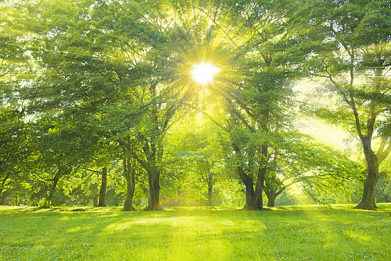 Wie fördern Bäume und Grünflächen unsere Gesundheit?