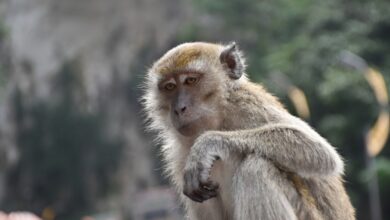 Study: Retrospective detection of monkeypox virus in the testes of nonhuman primate survivors. Image Credit: BalazsSebok/Shutterstock