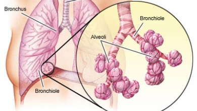 Bronchien, Bronchiolen und Alveolen