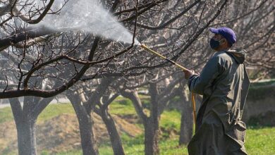 Forscher aus Indien warnen davor, dass die Anwendung von Antimykotika auf Obst, insbesondere Äpfel, das Wachstum einer potenziell gefährlichen Pilzinfektion namens C. auris verursachen könnte.  Im Bild: Ein Mann besprüht eine Apfelplantage mit Pestiziden in Srinagar, Kaschmir, Indien