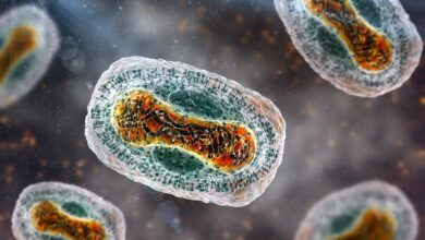 Study: Sequencing of Monkeypox virus from infected patients reveals viral genomes with APOBEC3-like editing, gene inactivation, and bacterial agents of skin superinfection. Image Credit: Kateryna Kon/Shutterstock
