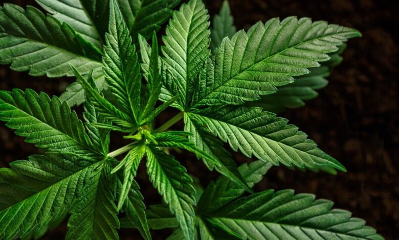 Das neuroprotektive Potenzial von Cannabis sativa L. gegen die Alzheimer-Krankheit