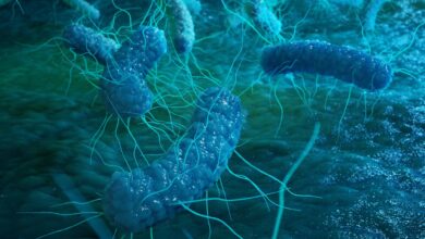 Study: Gut colonization by Proteobacteria alters host metabolism and modulates cocaine neurobehavioral responses. Image Credit: Rost9/Shutterstock