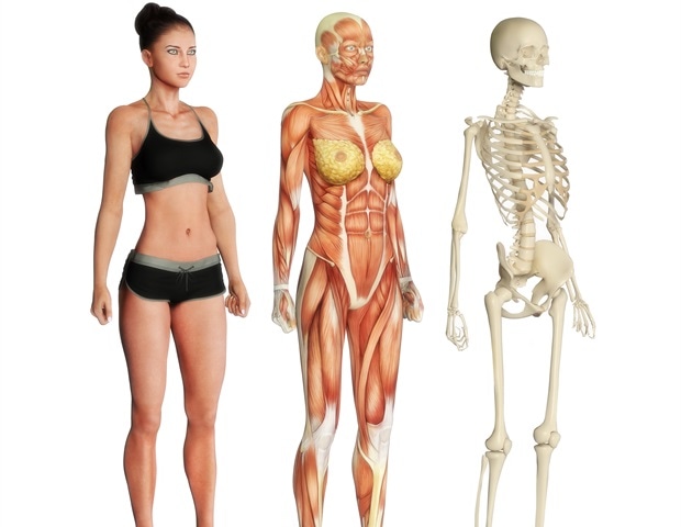 Studie enthüllt neue therapeutische Angriffspunkte für die Entspannung der Atemwege