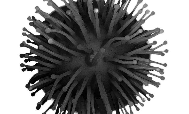 Study: A bovine antibody possessing an ultralong complementarity-determining region CDRH3 targets a highly conserved epitope in sarbecovirus spike proteins. Image Credit: Andrii Yarovsky/Shutterstock