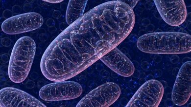 Forscher identifizieren eine bisher unbekannte mitochondriale Erkrankung bei eineiigen Zwillingen