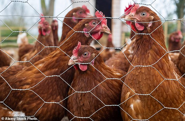 Die CDC warnt davor, dass Amerikaner mit Hühnerherden im Hinterhof Gefahr laufen, sich mit Salmonellen zu infizieren.  Mehr als 200 Fälle und ein Todesfall wurden mit der Übertragung von Hinterhofherden in Verbindung gebracht (Aktenfoto)