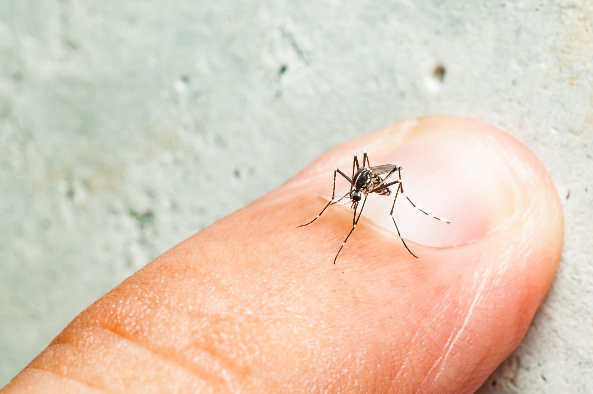 Studie: Die unterschiedliche Anziehungskraft von Mücken auf den Menschen hängt mit dem Carbonsäurespiegel in der Haut zusammen. Bildnachweis: Fendizz / Shutterstock