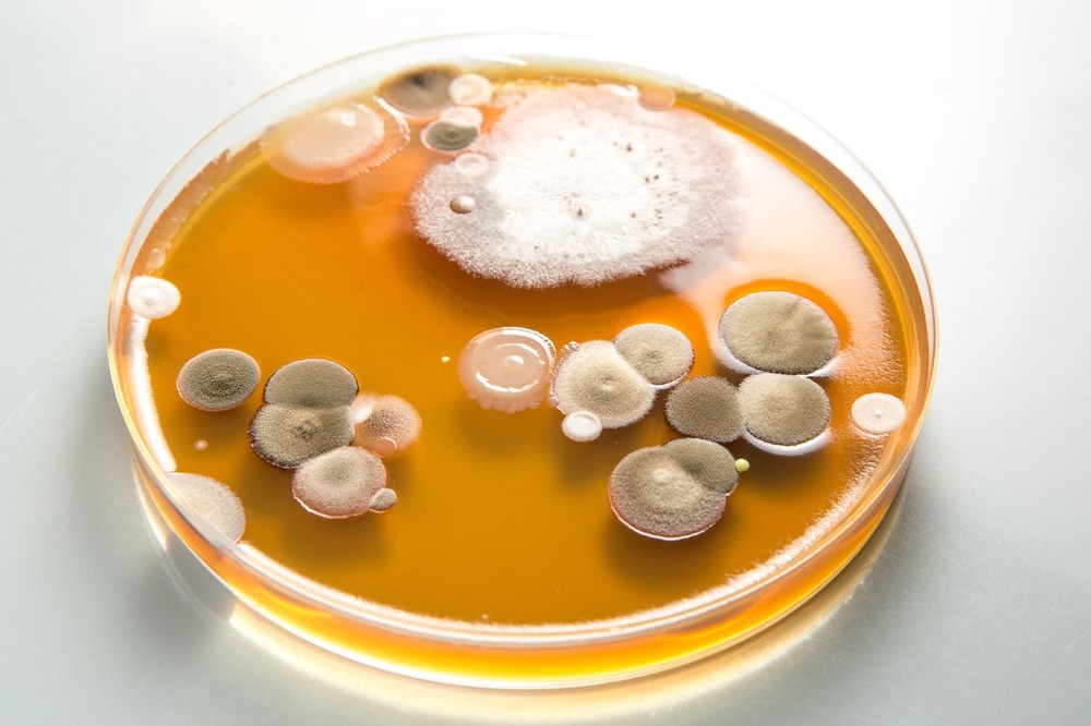 Studie: Die geografische Verbreitung dimorpher Mykosen in den Vereinigten Staaten für die Neuzeit. Bildnachweis: sruilk / Shutterstock.com