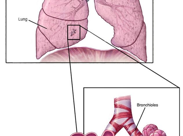 Bronchiolen und Alveolen