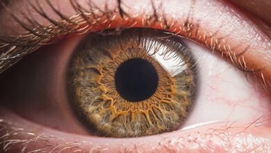Zellen in der Netzhaut des Auges könnten der Schlüssel zur Umkehrung des Hirntods sein