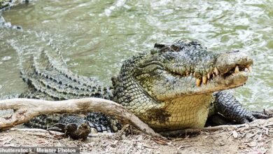 Die gepanzerte Haut eines furchterregenden Krokodils könnte teilweise erklären, warum sie eine so lange Lebensdauer entwickelt haben, sagen Wissenschaftler, und darüber hinaus könnte das Aufbrechen der Biologie hinter dem Prozess eines Tages dazu beitragen, die Lebensdauer der Menschen zu verlängern
