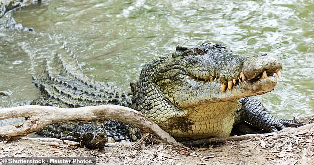 Die gepanzerte Haut eines furchterregenden Krokodils könnte teilweise erklären, warum sie eine so lange Lebensdauer entwickelt haben, sagen Wissenschaftler, und darüber hinaus könnte das Aufbrechen der Biologie hinter dem Prozess eines Tages dazu beitragen, die Lebensdauer der Menschen zu verlängern